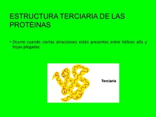 ESTRUCTURA TERCIARIA DE LAS
PROTEINAS
• Ocurre cuando ciertas atracciones están presentes entre hélices alfa y
hojas plegadas.
 