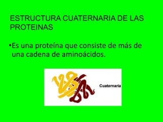 ESTRUCTURA CUATERNARIA DE LAS
PROTEINAS
•Es una proteína que consiste de más de
una cadena de aminoácidos.
 
