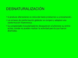 DESNATURALIZACIÓN
• Si produce alteraciones es reducida hasta producirse su precipitación.
• Los enlaces de conformación globular se rompen y adoptan una
conformación filamentosa.
• Sus propiedades biocatalizadores desaparecen al alterarse su centro
activo; donde no pueden realizar la actividad para la que fueron
diseñadas.
 