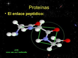 Proteínas
• El enlace peptídico:
 
