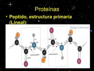 Proteínas
• Peptido, estructura primaria
(Lineal):
 