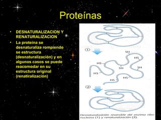 Proteínas
• DESNATURALIZACION Y
RENATURALIZACION
• La proteína se
desnaturaliza rompiendo
se estructura
(desnaturalización) y en
algunos casos se puede
reacomodar en su
estructura original
(renatiralización)
 