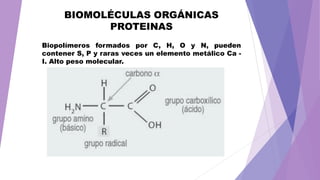 BIOMOLÉCULAS ORGÁNICAS
PROTEINAS
Biopolímeros formados por C, H, O y N, pueden
contener S, P y raras veces un elemento metálico Ca -
I. Alto peso molecular.
 