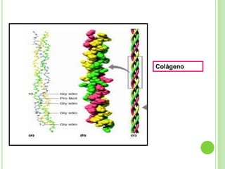 Proteinas y clasificacion | PPTX