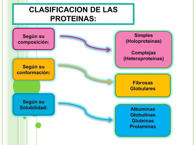 Proteinas y clasificacion | PPT