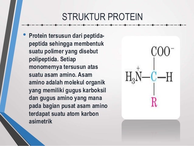 Asam Amino Protein Biomolekul