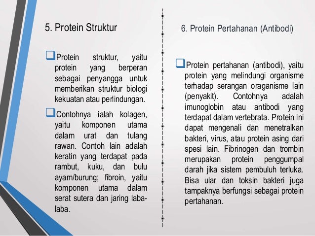 Jenis Protein Struktural Yang Berperan Dalam Kontraksi Sel Jenis Protein Struktural Yang Berperan Dalam Kontraksi Sel
