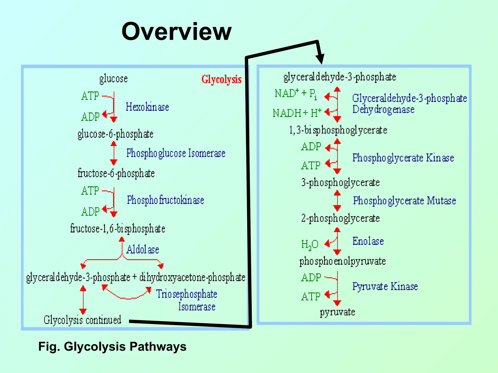 Fig. Glycolysis Pathways
Overview
 