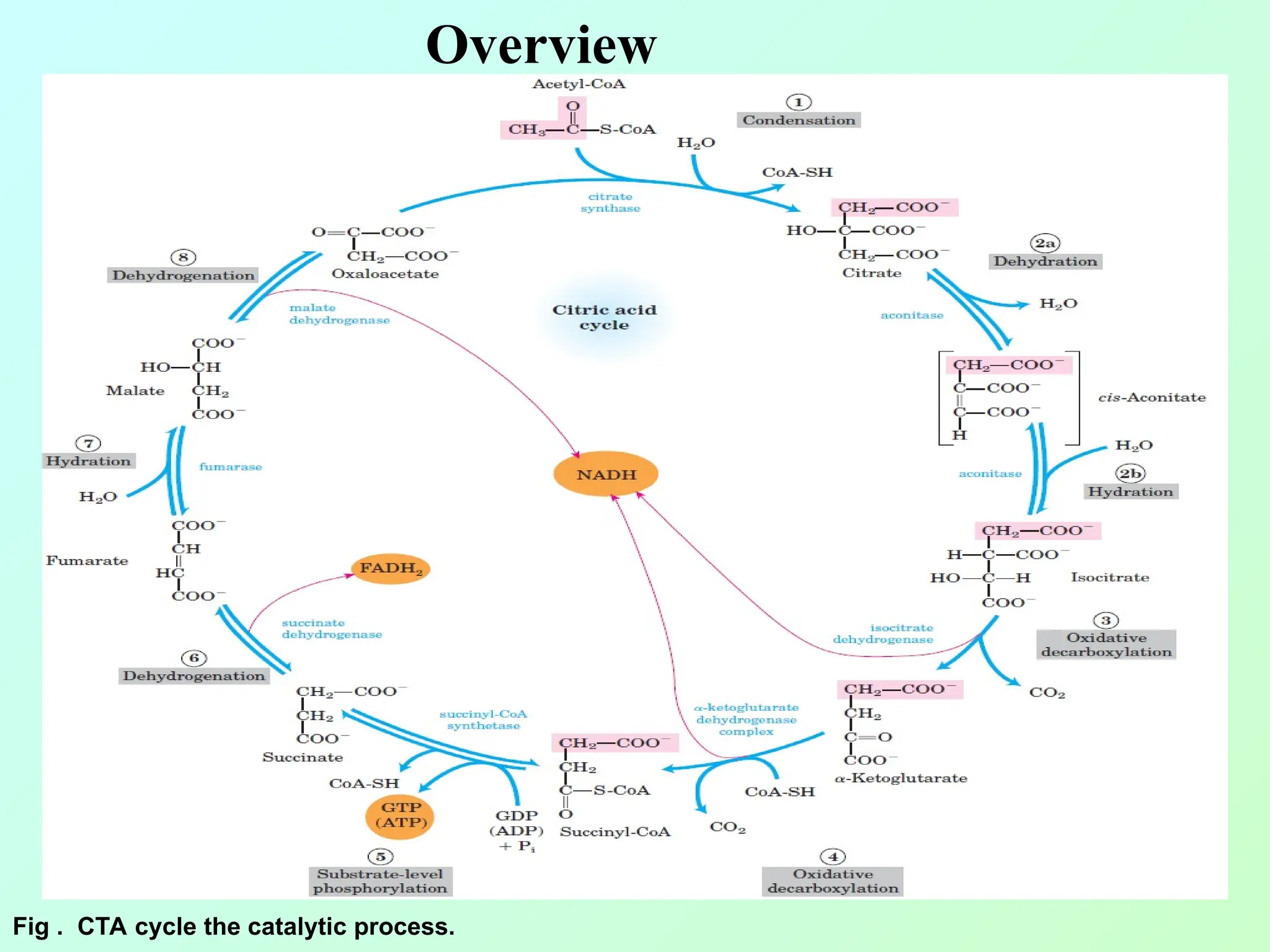 Fig . CTA cycle the catalytic process.
Overview
 