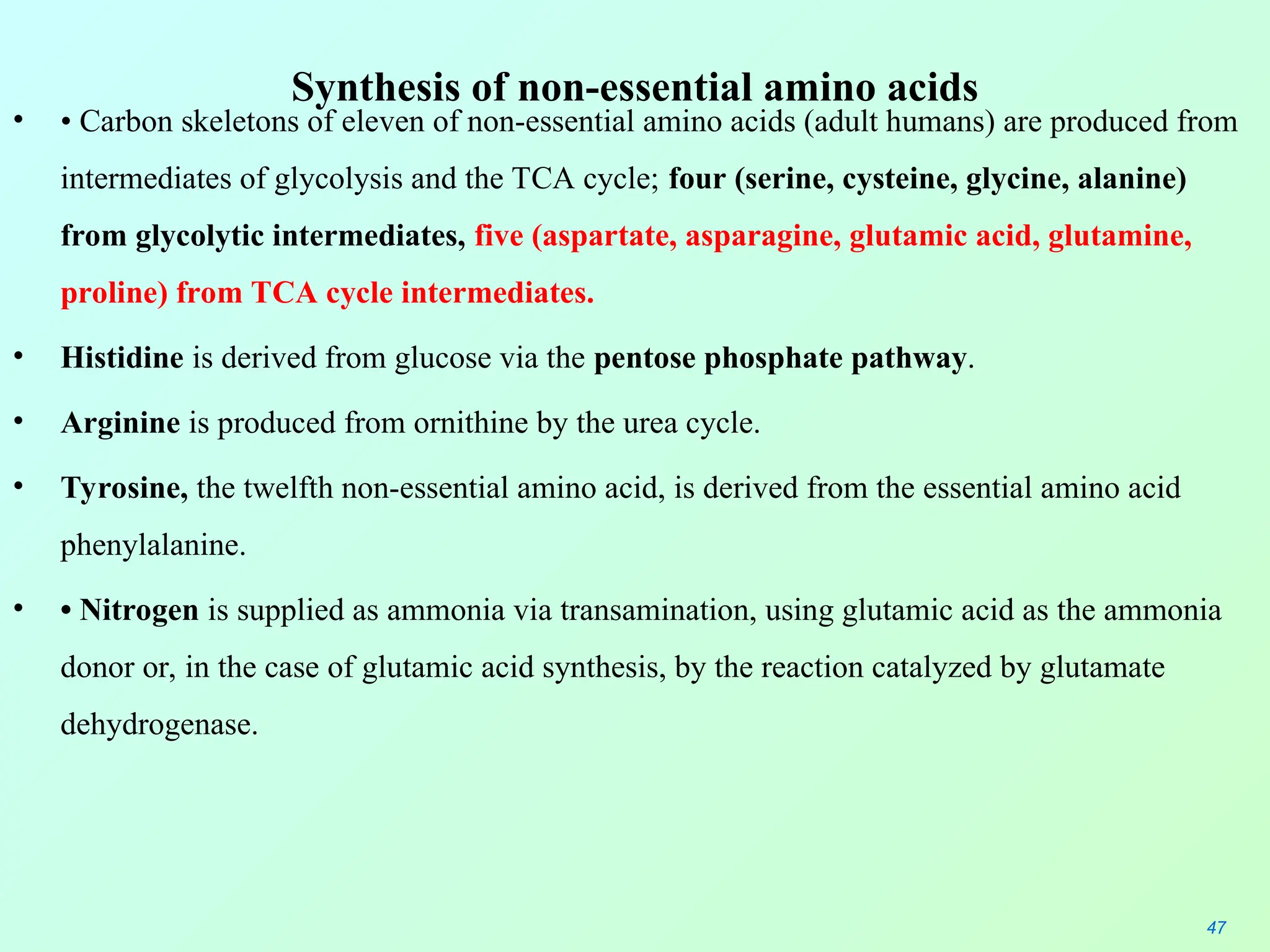 Synthesis of non-essential amino acids
• • Carbon skeletons of eleven of non-essential amino acids (adult humans) are produced from
intermediates of glycolysis and the TCA cycle; four (serine, cysteine, glycine, alanine)
from glycolytic intermediates, five (aspartate, asparagine, glutamic acid, glutamine,
proline) from TCA cycle intermediates.
• Histidine is derived from glucose via the pentose phosphate pathway.
• Arginine is produced from ornithine by the urea cycle.
• Tyrosine, the twelfth non-essential amino acid, is derived from the essential amino acid
phenylalanine.
• • Nitrogen is supplied as ammonia via transamination, using glutamic acid as the ammonia
donor or, in the case of glutamic acid synthesis, by the reaction catalyzed by glutamate
dehydrogenase.
47
 