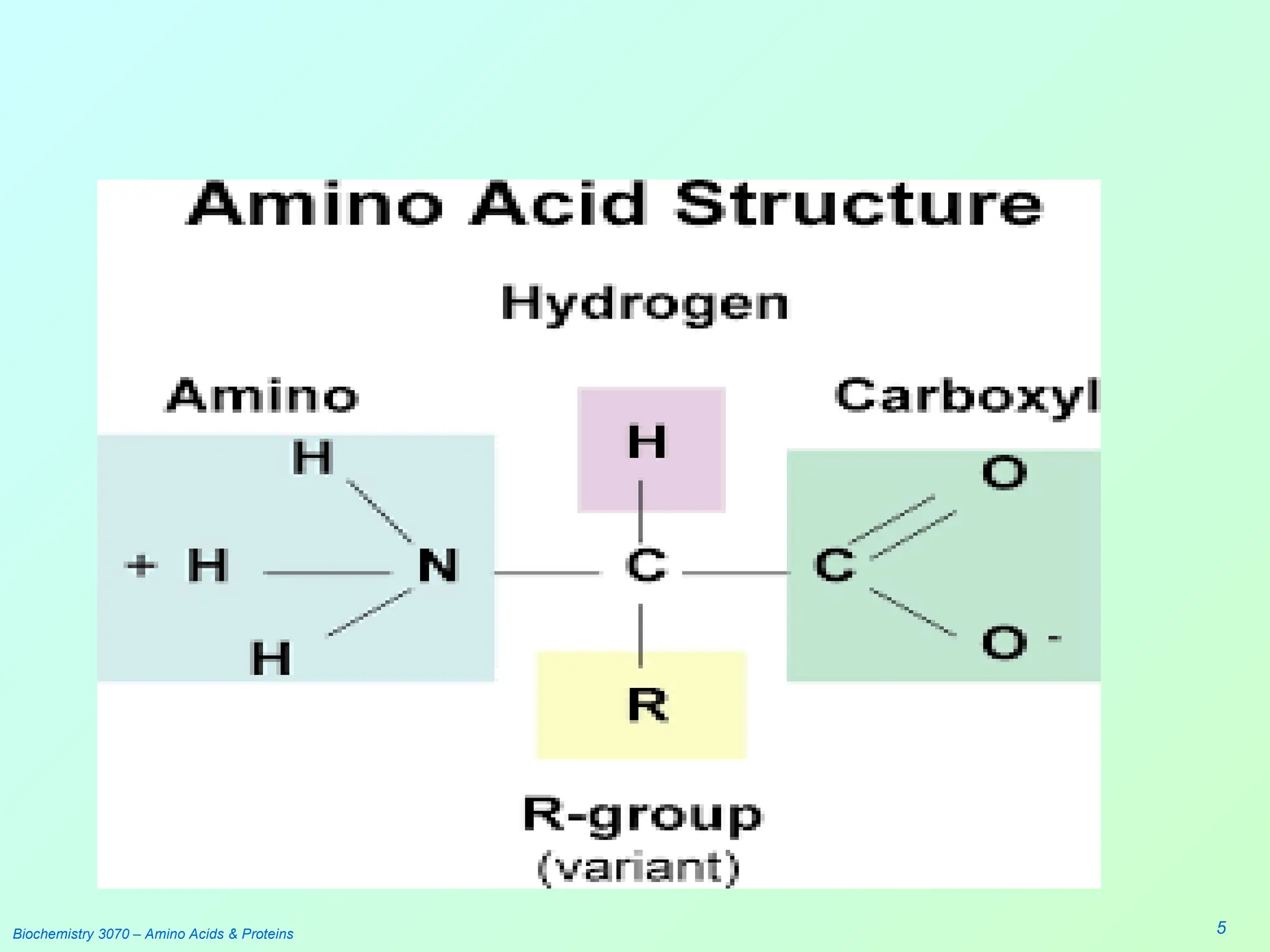 Biochemistry 3070 – Amino Acids & Proteins 5
 