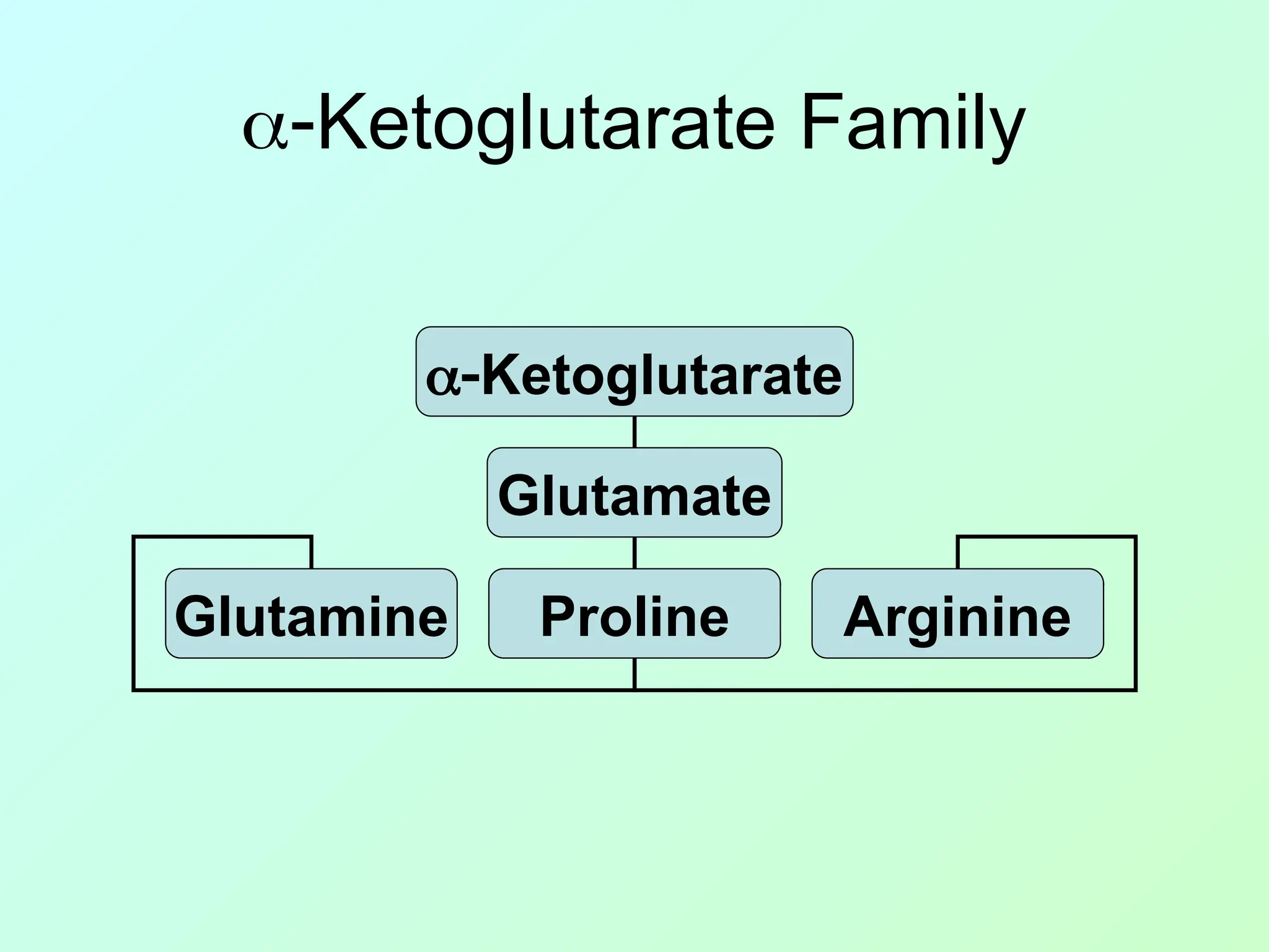 Ketoglutarate Family
Ketoglutarate
Glutamate
Glutamine Proline Arginine
 