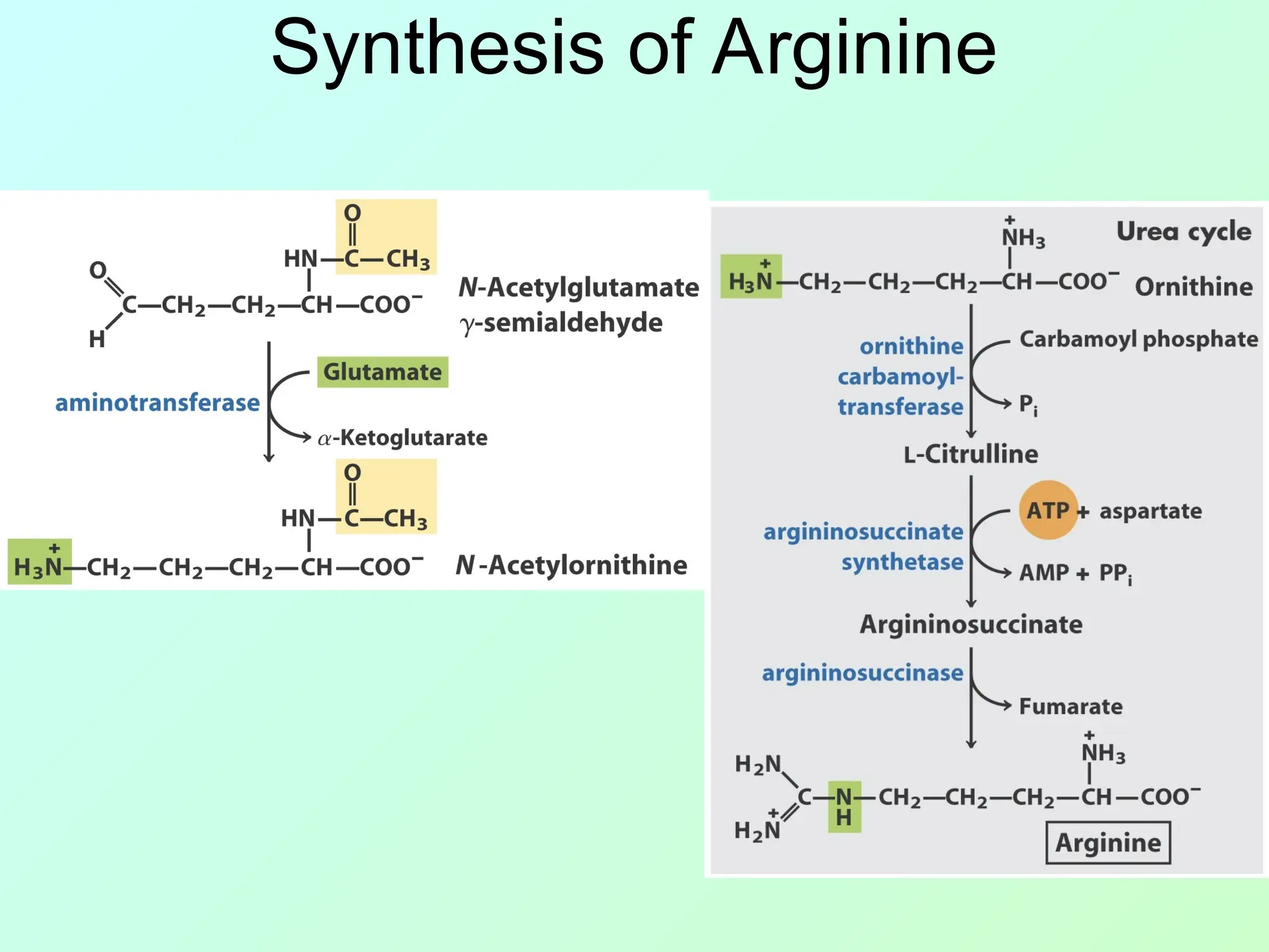 Synthesis of Arginine
 