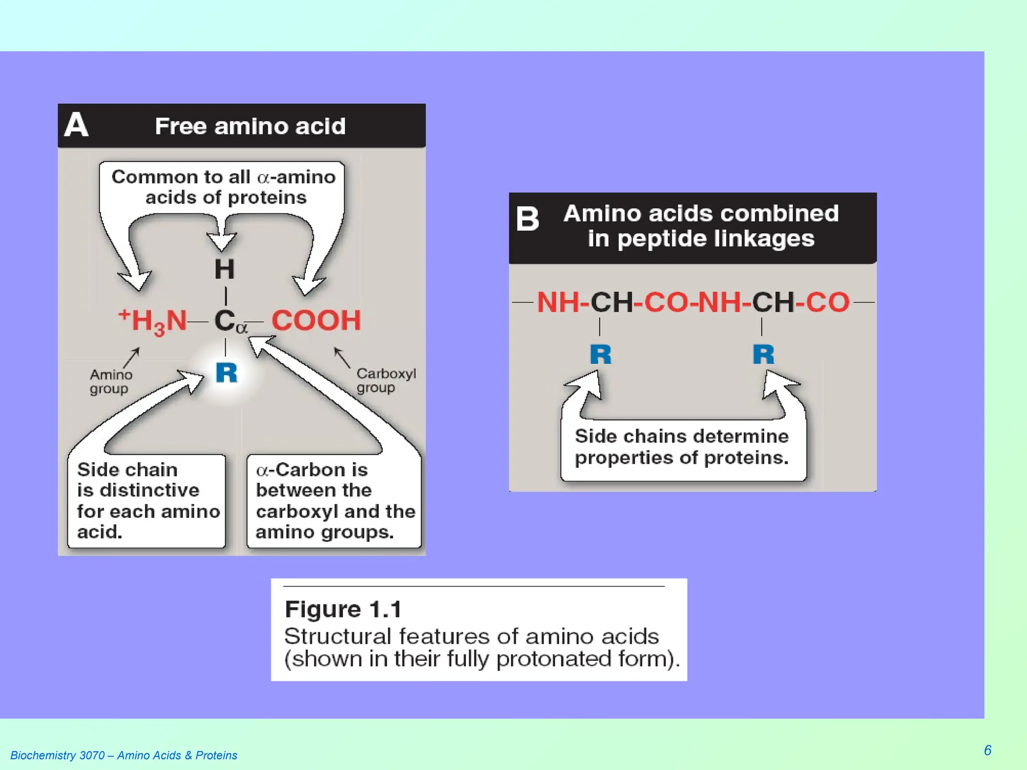 Biochemistry 3070 – Amino Acids & Proteins 6
 