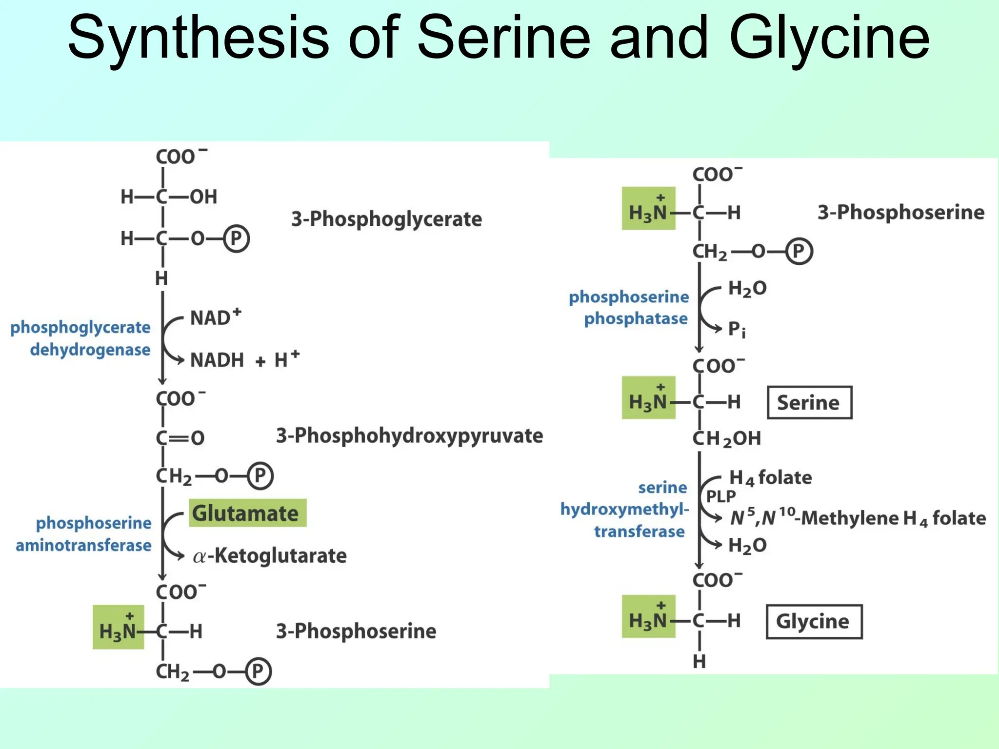 Synthesis of Serine and Glycine
 