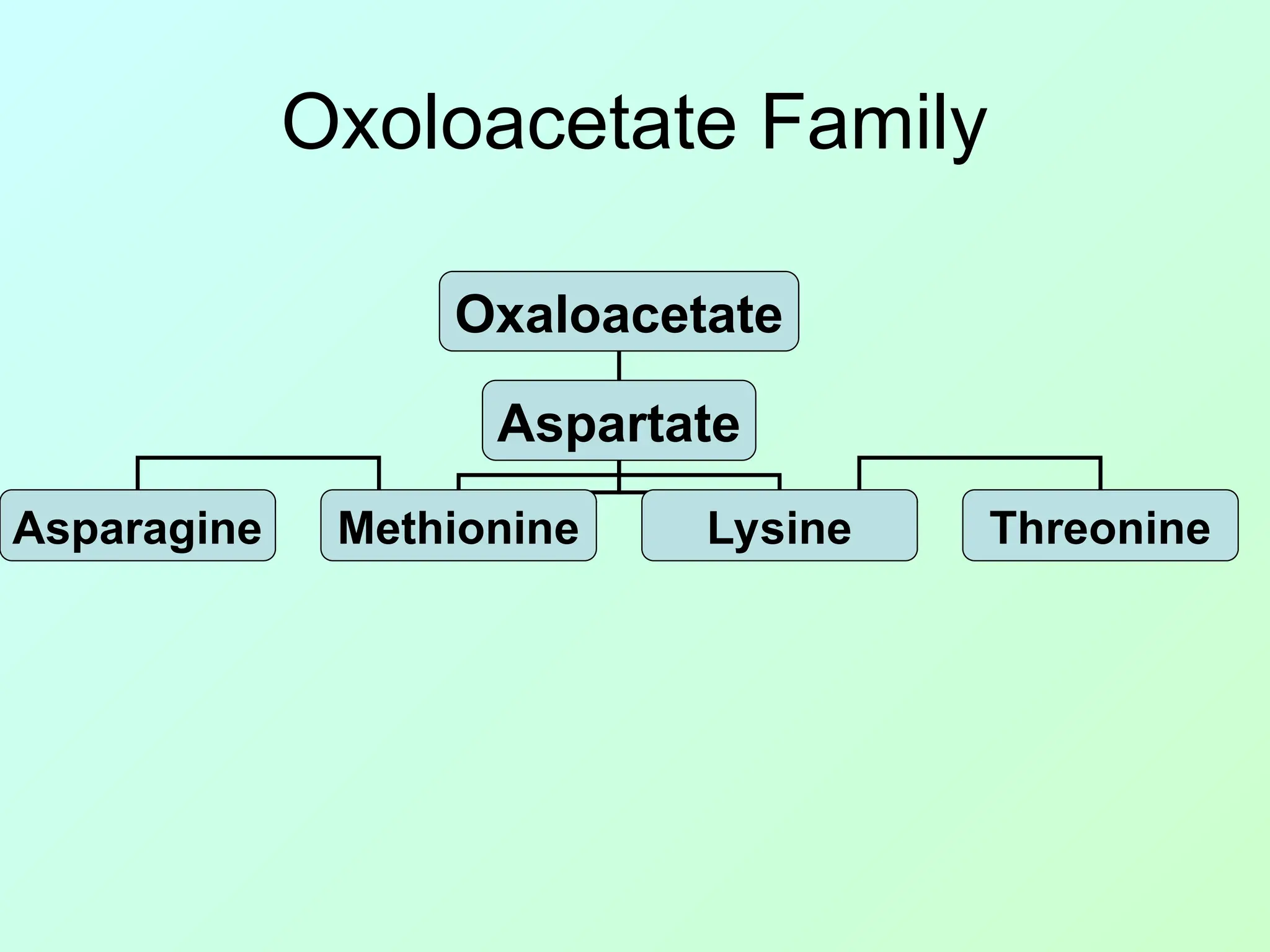 Oxoloacetate Family
Oxaloacetate
Aspartate
Asparagine Methionine Lysine Threonine
 