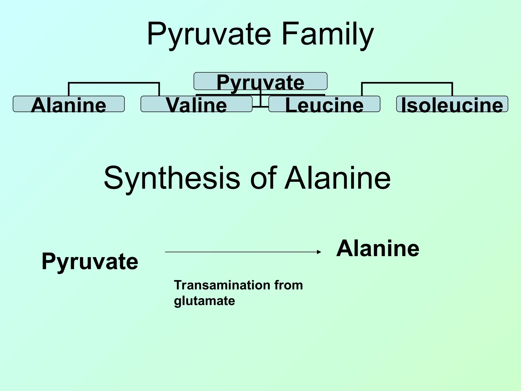Pyruvate Family
Pyruvate
Alanine Valine Leucine Isoleucine
Synthesis of Alanine
Pyruvate
Alanine
Transamination from
glutamate
 