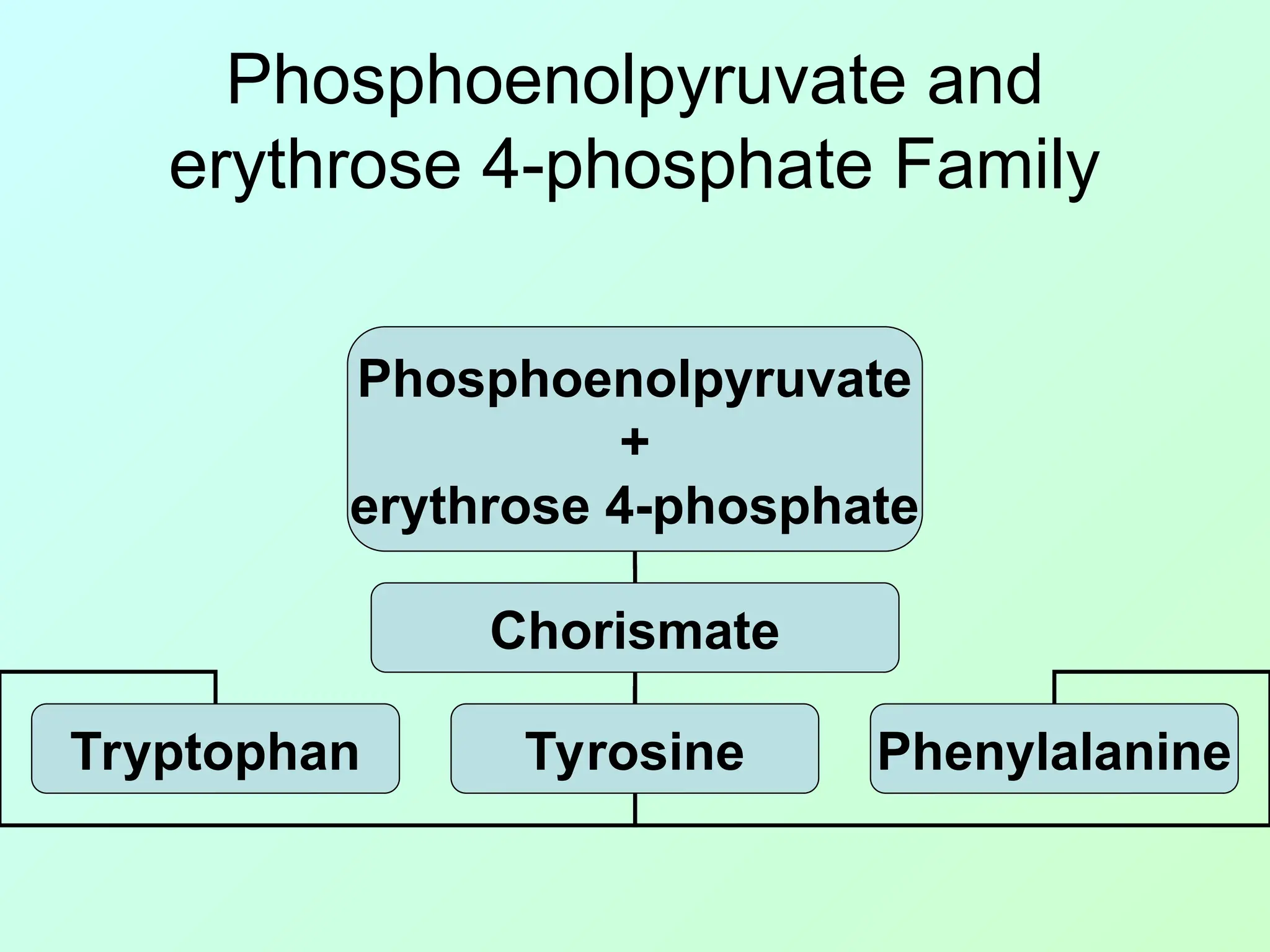 Phosphoenolpyruvate and
erythrose 4-phosphate Family
Phosphoenolpyruvate
+
erythrose 4-phosphate
Chorismate
Tryptophan Tyrosine Phenylalanine
 