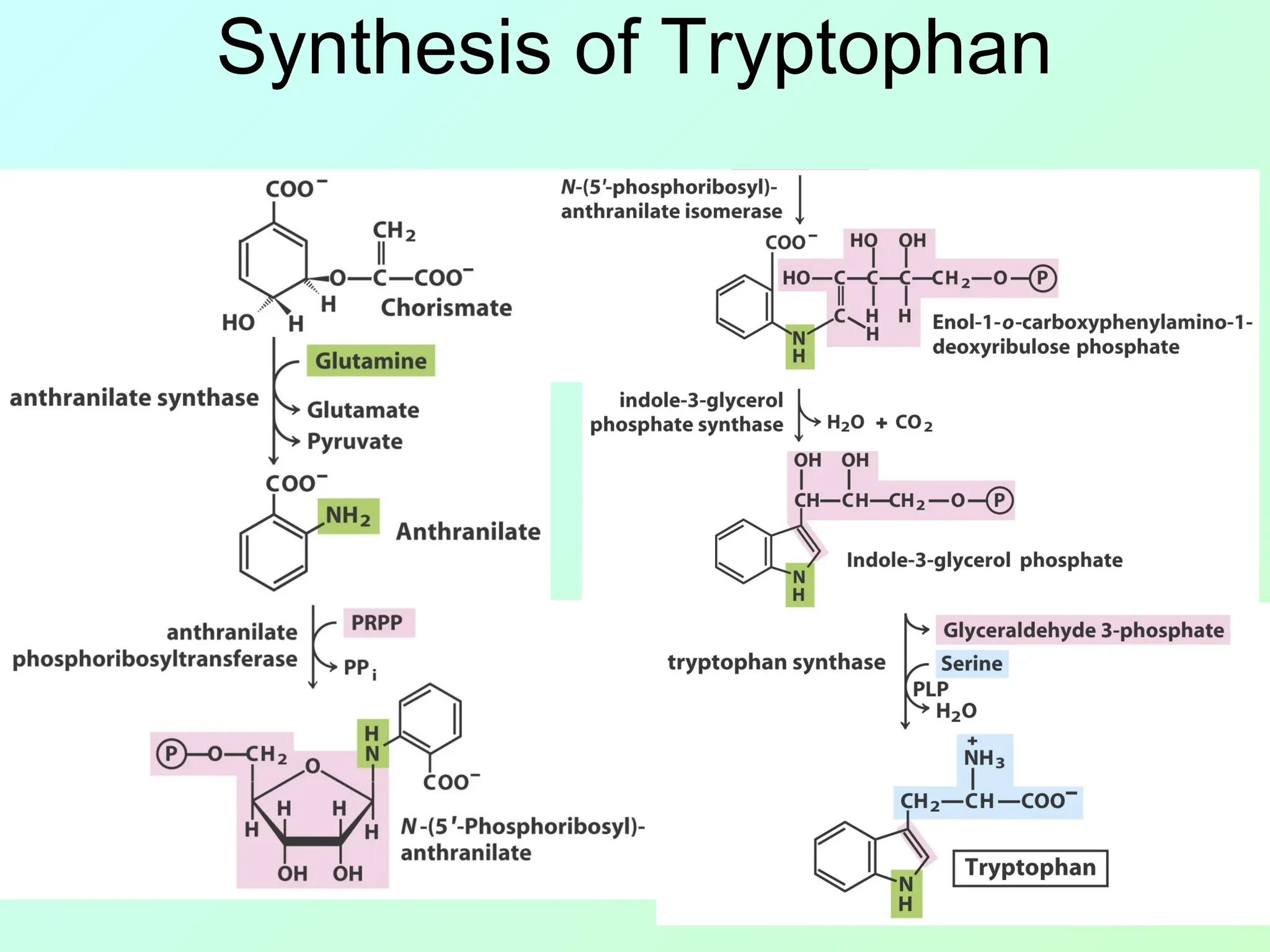 Synthesis of Tryptophan
 