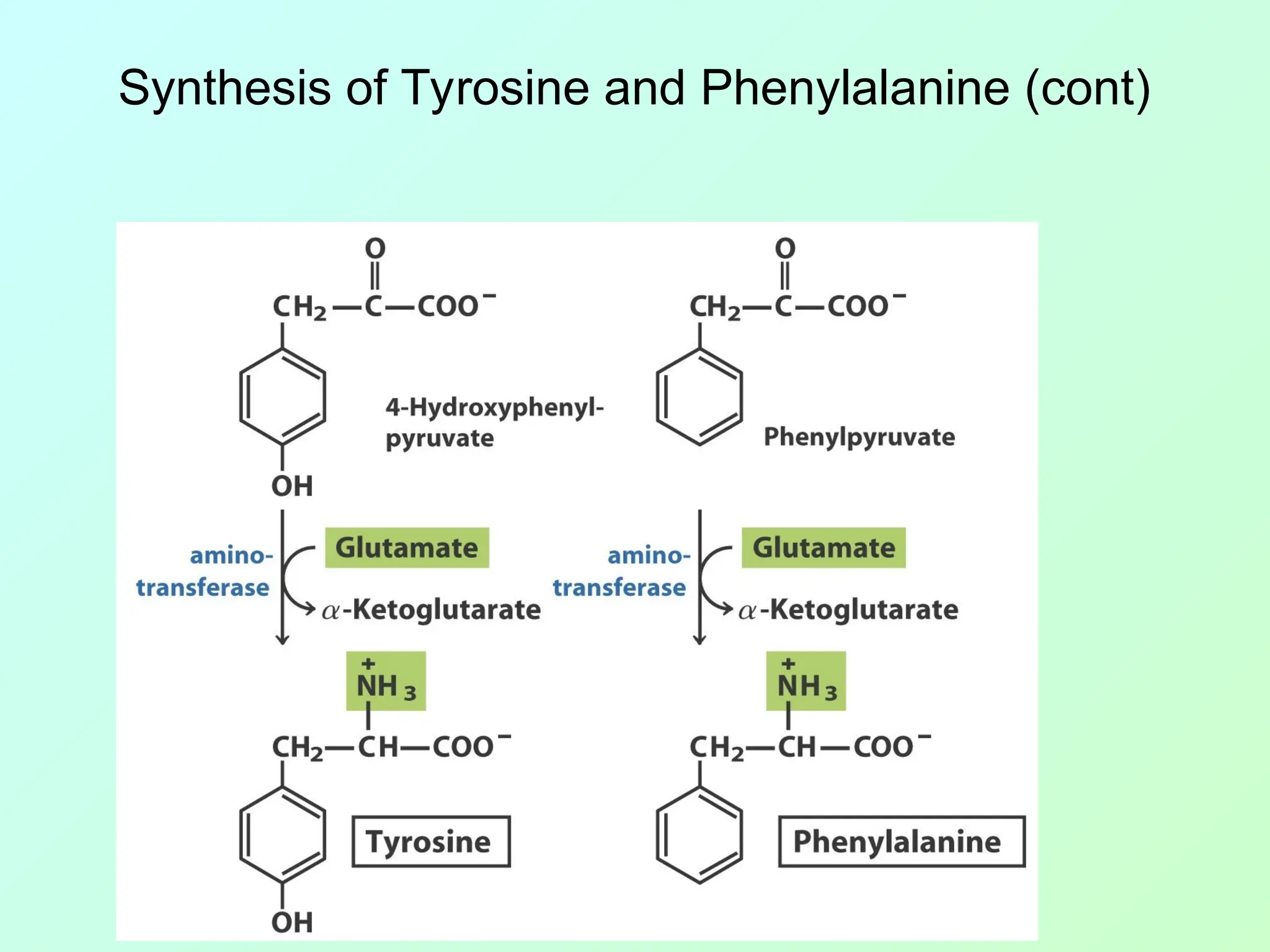 Synthesis of Tyrosine and Phenylalanine (cont)
 