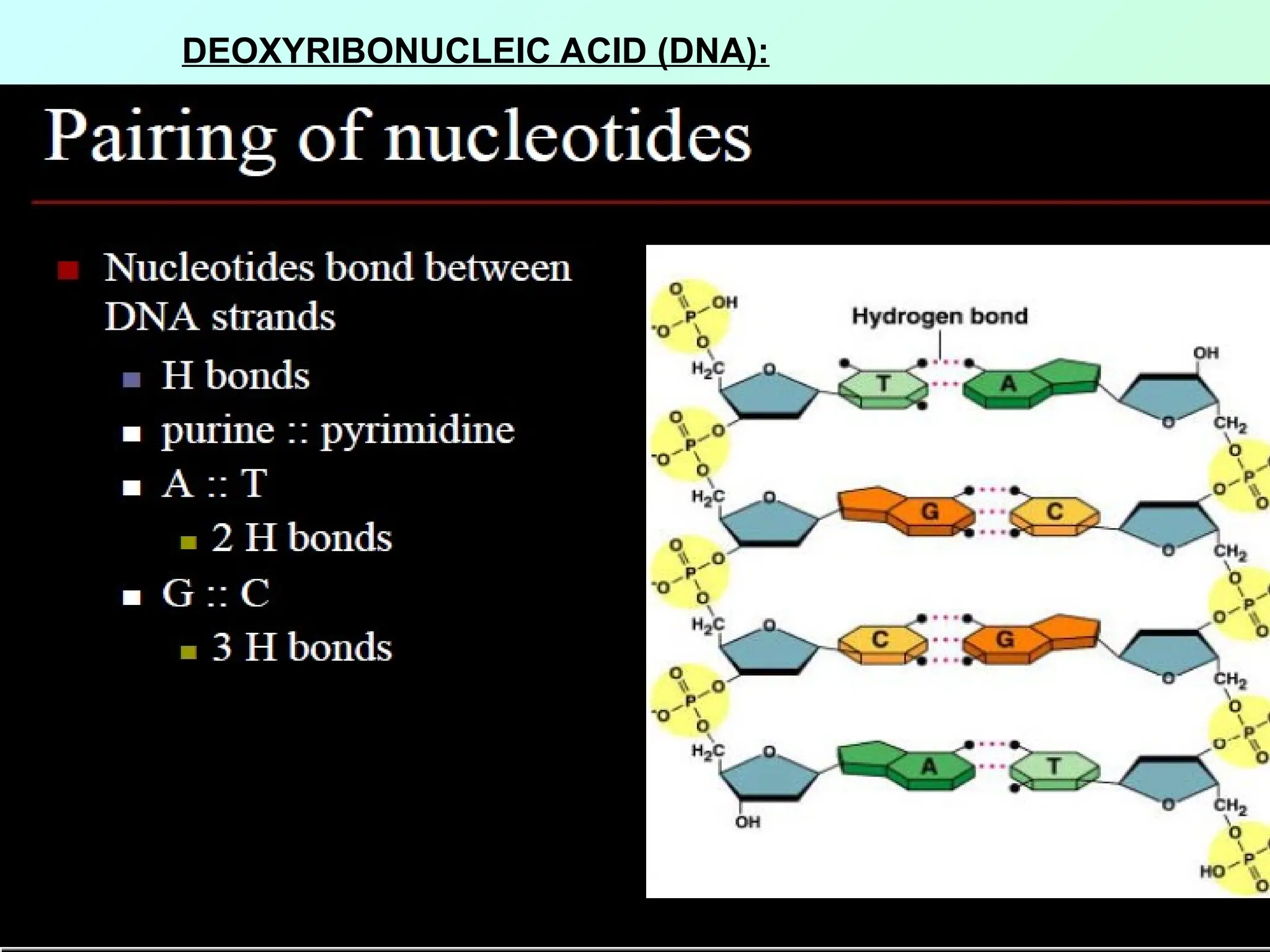 DEOXYRIBONUCLEIC ACID (DNA):
 