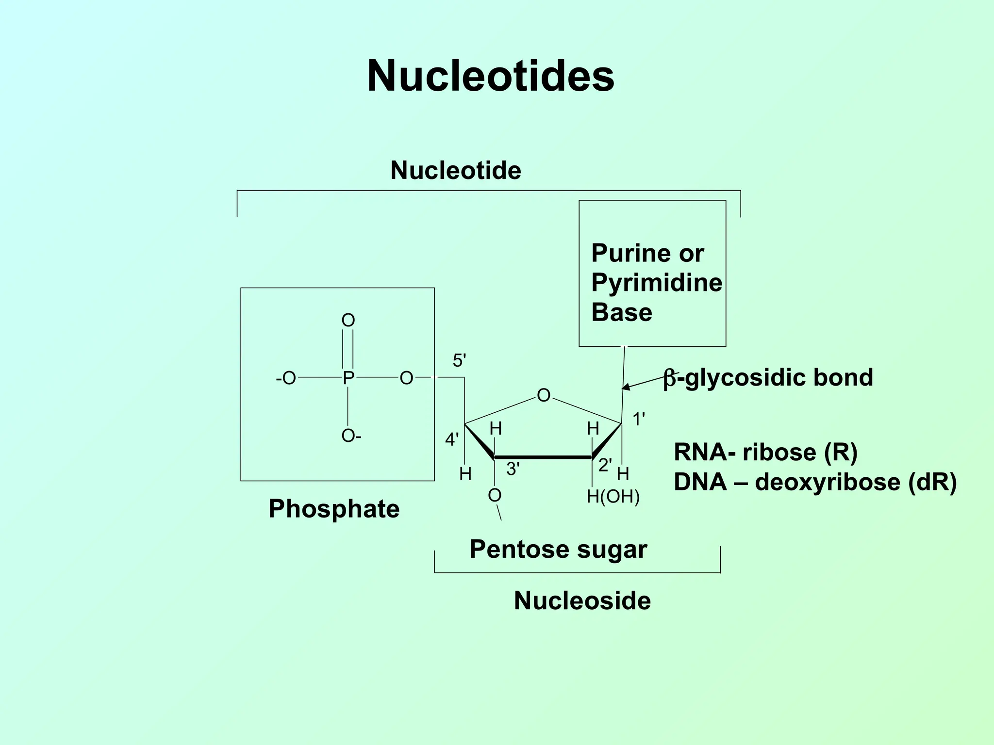 -O
O
H(OH)
H
H
H
H
O
O
P
O
O-
Purine or
Pyrimidine
Base
Phosphate
Pentose sugar
Nucleoside
Nucleotide
1'
2'
3'
4'
5'
Nucleotides
-glycosidic bond
RNA- ribose (R)
DNA – deoxyribose (dR)
 