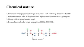 Protein Element Protein (biomolecule) | PDF