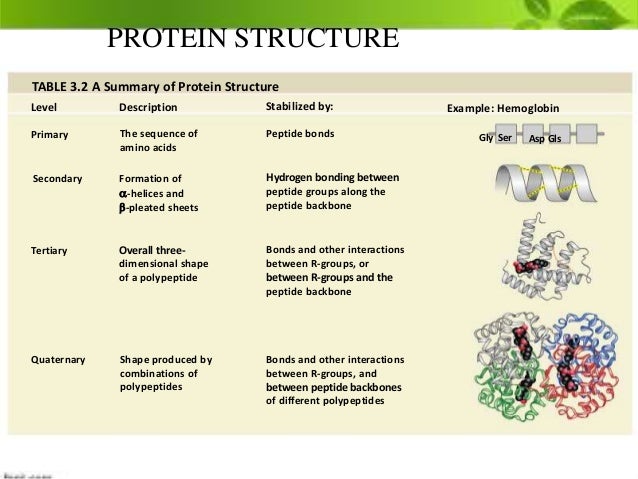 Protein biokimia 
