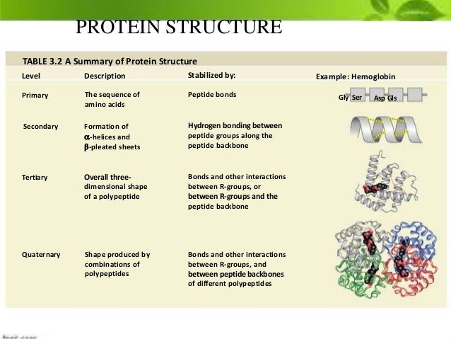Protein biokimia Protein biokimia