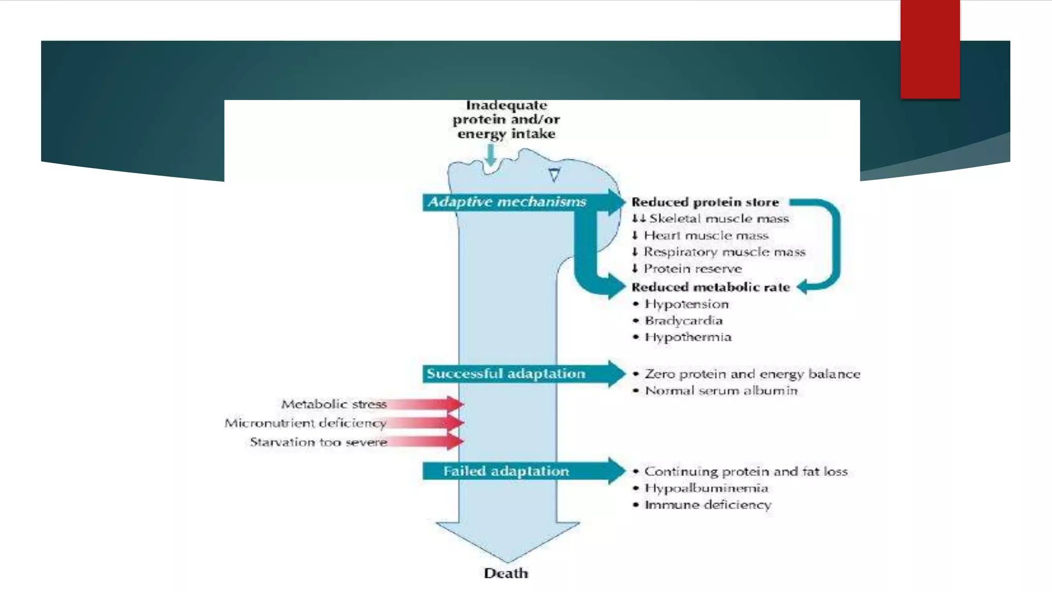 Protein calorie malnutrition | PPTX