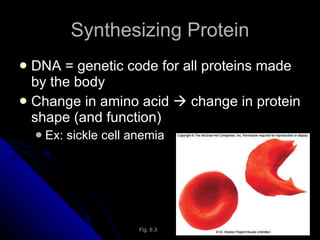 Synthesizing Protein DNA = genetic code for all proteins made by the body Change in amino acid    change in protein shape (and function) Ex: sickle cell anemia Fig. 6.3 