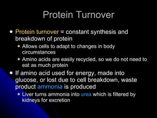 Protein Turnover Protein turnover  = constant synthesis and breakdown of protein Allows cells to adapt to changes in body circumstances Amino acids are easily recycled, so we do not need to eat as much protein If amino acid used for energy, made into glucose, or lost due to cell breakdown, waste product  ammonia  is produced Liver turns ammonia into  urea  which is filtered by kidneys for excretion 