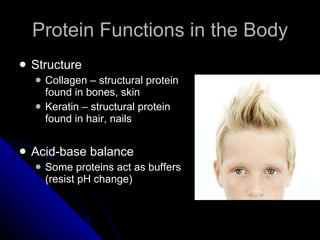 Protein Functions in the Body Structure Collagen – structural protein found in bones, skin Keratin – structural protein found in hair, nails Acid-base balance Some proteins act as buffers (resist pH change) 