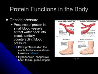Protein Functions in the Body Oncotic pressure Presence of protein in small blood vessels attract water back into blood, partially counteracting blood pressure If low protein in diet, too much fluid accumulates in tissues =  edema Hypertension, congestive heart failure, preeclampsia Fig. 6.9 