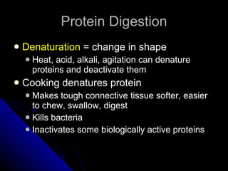 Protein Digestion Denaturation  = change in shape Heat, acid, alkali, agitation can denature proteins and deactivate them Cooking denatures protein Makes tough connective tissue softer, easier to chew, swallow, digest Kills bacteria Inactivates some biologically active proteins 