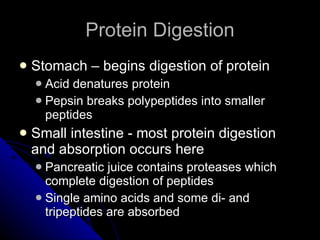 Protein Digestion Stomach – begins digestion of protein Acid denatures protein Pepsin breaks polypeptides into smaller peptides Small intestine - most protein digestion and absorption occurs here Pancreatic juice contains proteases which complete digestion of peptides Single amino acids and some di- and tripeptides are absorbed 
