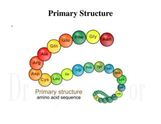 Primary Structure
.
 