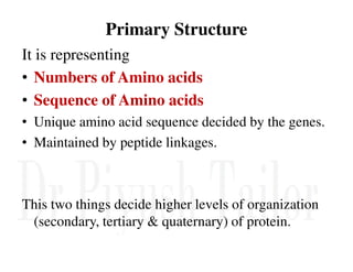 Primary Structure
It is representing
• Numbers of Amino acids
• Sequence of Amino acids
• Unique amino acid sequence decided by the genes.
• Maintained by peptide linkages.
• Maintained by peptide linkages.
This two things decide higher levels of organization
(secondary, tertiary & quaternary) of protein.
 