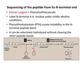 Sequencing of the peptide from its N-terminal end
• Edman reagent = Phenylisothiocyanate
• Label N-terminal A.A. residue under mildly alkaline
conditions.
• Phenylthiohydantoin (PTH) create instability in the N-
terminal peptide bond
• It can be selectively hydrolyzed without cleaving the
• It can be selectively hydrolyzed without cleaving the
other peptide bonds
 
