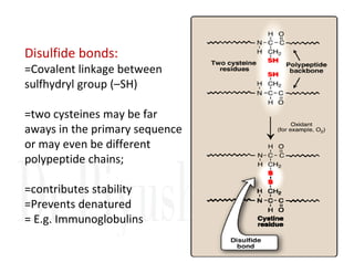 Disulfide bonds:
=Covalent linkage between
sulfhydryl group (–SH)
=two cysteines may be far
aways in the primary sequence
or may even be different
or may even be different
polypeptide chains;
=contributes stability
=Prevents denatured
= E.g. Immunoglobulins
 