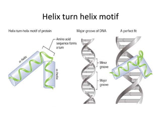 Helix turn helix motif
 