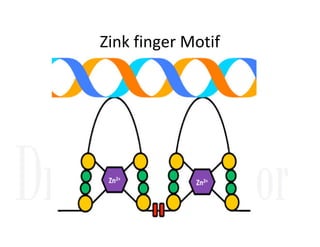Zink finger Motif
 