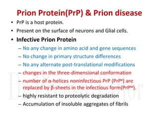 Prion Protein(PrP) & Prion disease
• PrP is a host protein.
• Present on the surface of neurons and Glial cells.
• Infective Prion Protein
– No any change in amino acid and gene sequences
– No change in primary structure differences
– No any alternate post-translational modifications
– No any alternate post-translational modifications
– changes in the three-dimensional conformation
– number of α-helices noninfectious PrP (PrPc) are
replaced by β-sheets in the infectious form(PrPsc).
– highly resistant to proteolytic degradation
– Accumulation of insoluble aggregates of fibrils
 