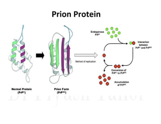 Prion Protein
 
