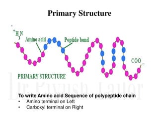 Primary Structure
.
To write Amino acid Sequence of polypeptide chain
• Amino terminal on Left
• Carboxyl terminal on Right
 
