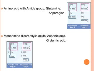  Amino acid with Amide group: Glutamine.
Asparagine.
 Monoamino dicarboxylic acids: Aspartic acid.
Glutamic acid.
 