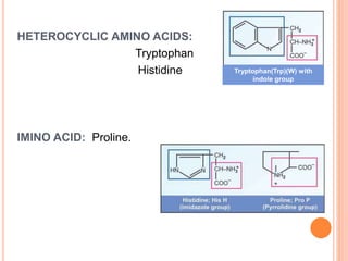 HETEROCYCLIC AMINO ACIDS:
Tryptophan
Histidine
IMINO ACID: Proline.
Tryptophan(Trp)(W) with
indole group
 