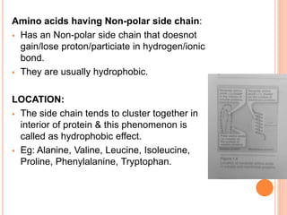Amino acids having Non-polar side chain:
 Has an Non-polar side chain that doesnot
gain/lose proton/particiate in hydrogen/ionic
bond.
 They are usually hydrophobic.
LOCATION:
 The side chain tends to cluster together in
interior of protein & this phenomenon is
called as hydrophobic effect.
 Eg: Alanine, Valine, Leucine, Isoleucine,
Proline, Phenylalanine, Tryptophan.
 