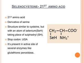 SELENOCYSTEINE- 21ST AMINO ACID
 21st amino acid
 Derivative of serine
 Structure similar to cysteine, but
with an atom of selenium(SeH)
taking place of sulphadryl (SH).
 Stop codon: UGA
 It’s present in active site of
several enzymes like
glutathione peroxidase.
 