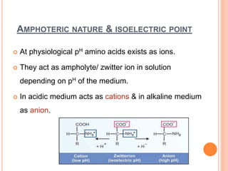 AMPHOTERIC NATURE & ISOELECTRIC POINT
 At physiological pH amino acids exists as ions.
 They act as ampholyte/ zwitter ion in solution
depending on pH of the medium.
 In acidic medium acts as cations & in alkaline medium
as anion.
 